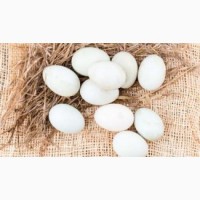 Продаємо інкубаційні яйця птиці