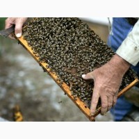 Продам бджолині сім#039;ї та відводки