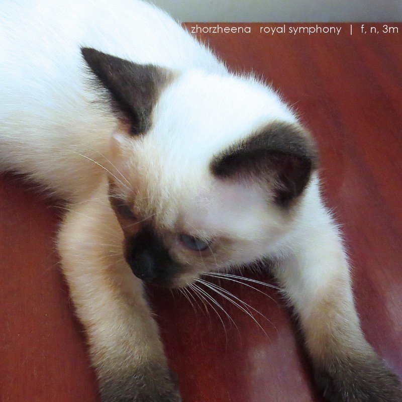 Фото 10. Тайский котенок - девочка, посланник счастья благородных кровей