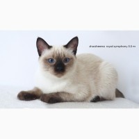 Тайский котенок - девочка, посланник счастья благородных кровей