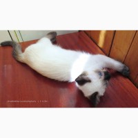 Тайский котенок - девочка, посланник счастья благородных кровей