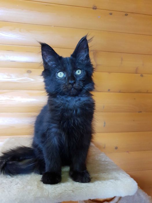 Черный Мейн-Кун, шикарный котёнок с интересным характером
