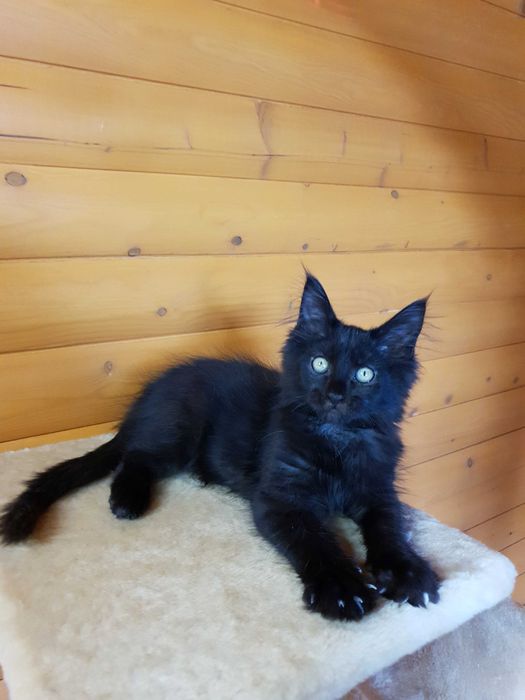 Фото 2. Черный Мейн-Кун, шикарный котёнок с интересным характером