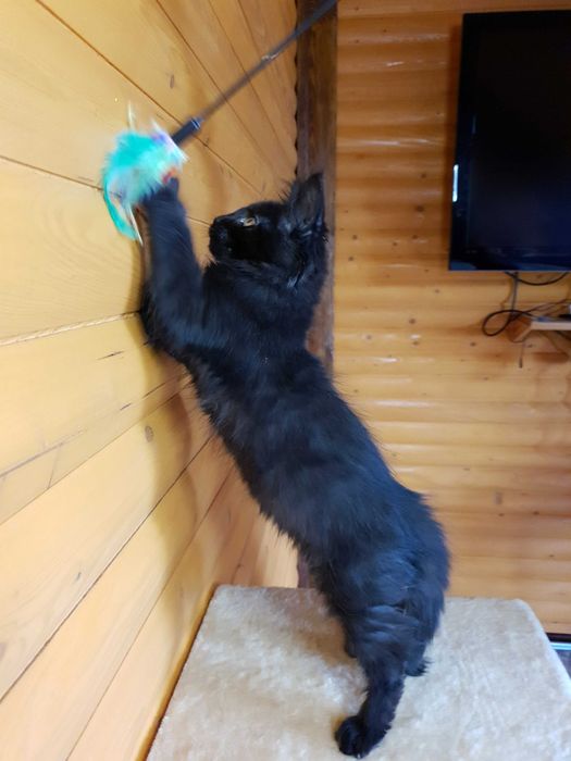 Фото 3. Черный Мейн-Кун, шикарный котёнок с интересным характером