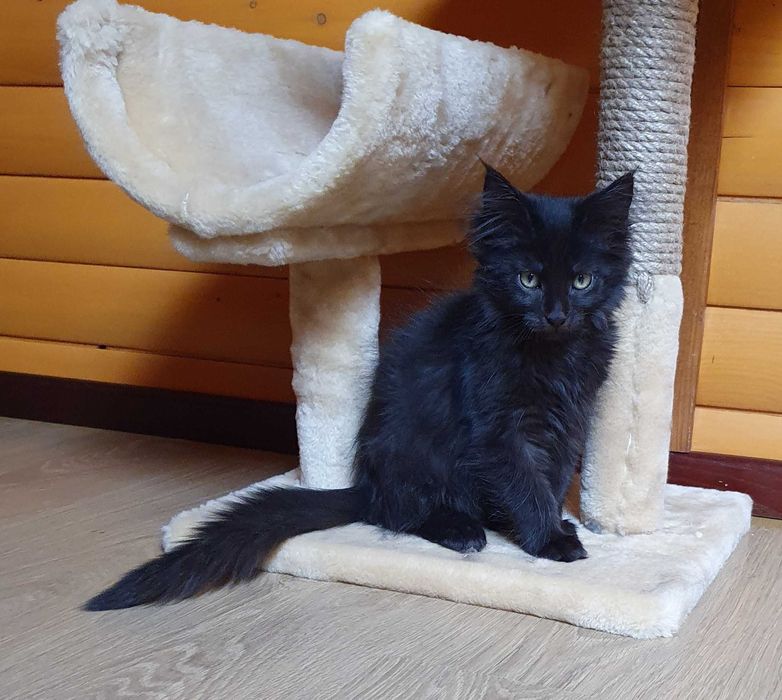Фото 4. Черный Мейн-Кун, шикарный котёнок с интересным характером