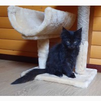 Черный Мейн-Кун, шикарный котёнок с интересным характером