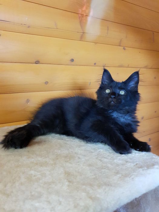 Фото 5. Черный Мейн-Кун, шикарный котёнок с интересным характером