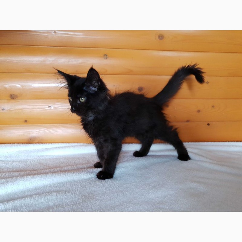 Фото 6. Черный Мейн-Кун, шикарный котёнок с интересным характером