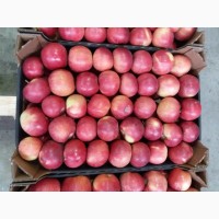 Продам різні сорти яблук від 10 т