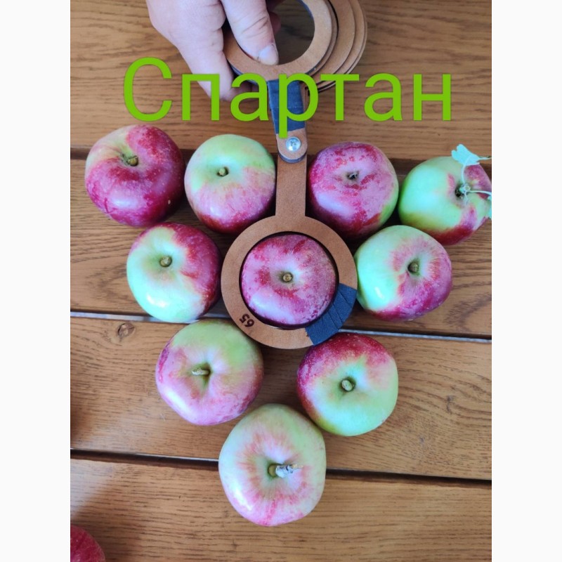 Фото 2. Продаж сортових яблук 2023 р
