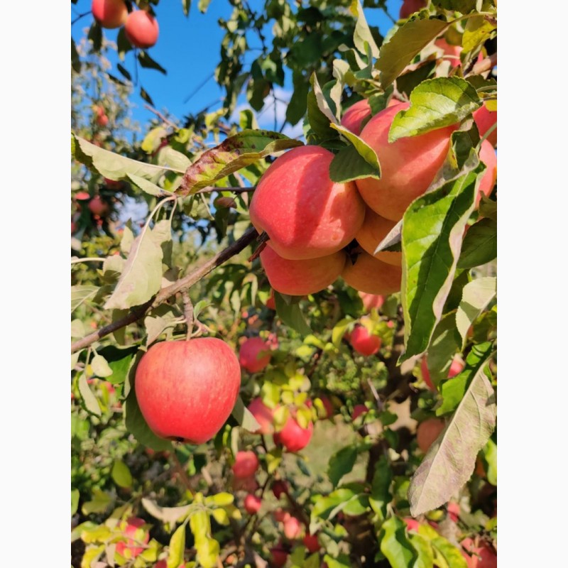 Фото 3. Продаж сортових яблук 2023 р