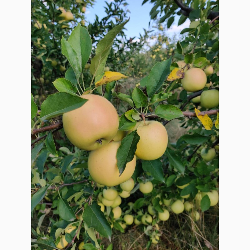 Фото 4. Продаж сортових яблук 2023 р