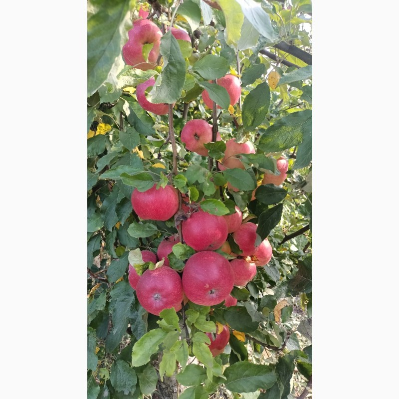 Фото 6. Продаж сортових яблук 2023 р
