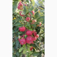 Продаж сортових яблук 2023 р