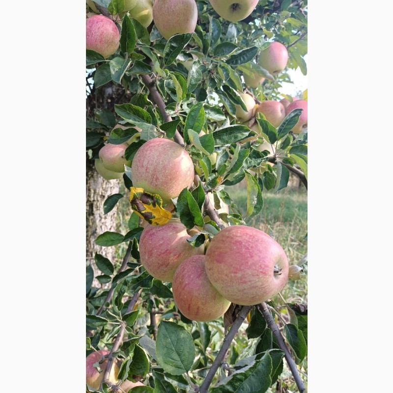 Фото 7. Продаж сортових яблук 2023 р
