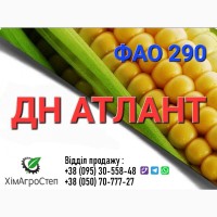 Насіння кукурудзи - ДН АТЛАНТ (ФАО 290) від ТОВ ХімАгроСтеп