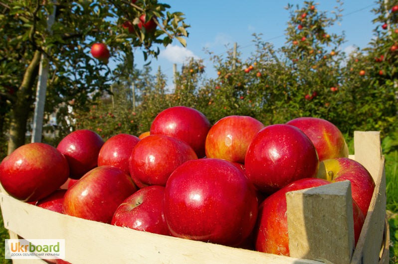 Фото 3. Продам яблоки оптом по низкой цене