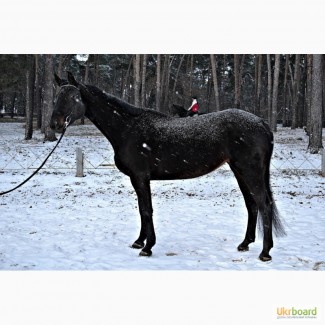 Продам лошадь Украинскую верховую с родословной