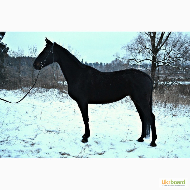 Фото 2. Продам лошадь Украинскую верховую с родословной