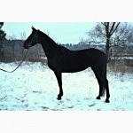 Продам лошадь Украинскую верховую с родословной