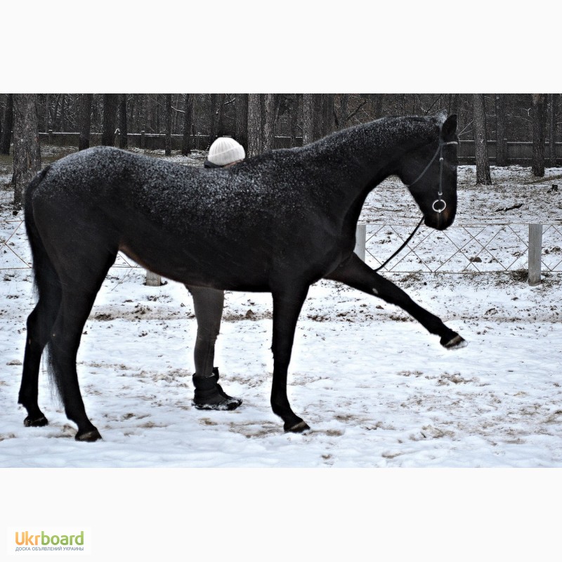 Фото 3. Продам лошадь Украинскую верховую с родословной