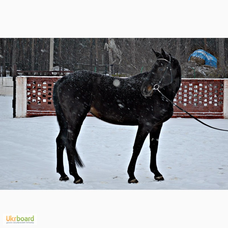 Фото 4. Продам лошадь Украинскую верховую с родословной