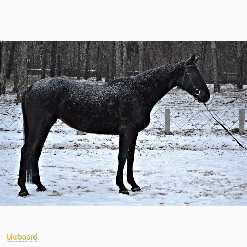 Фото 5. Продам лошадь Украинскую верховую с родословной