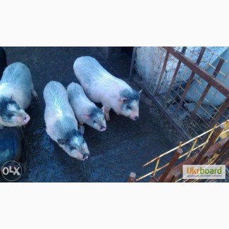 Продам корейских травоядных свиноматок