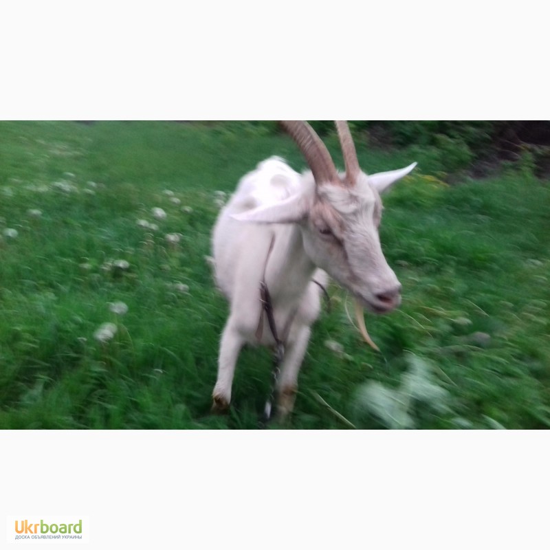 Фото 7. Продаю козу дойную в Днепродзержинске