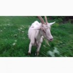 Продаю козу дойную в Днепродзержинске