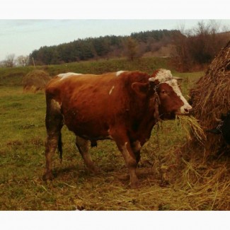 Заготовка ВРХ (бики корови телиці телята коні)