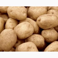 Продам домашнюю картофель