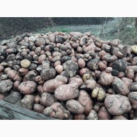Продам некондиційну картоплю