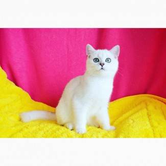 Британский котенок редкого окраса - мальчик серебристая шиншилла