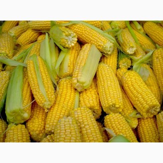 Семена кукурузы Полтава. Украинская, импортная селекция