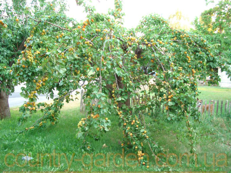 Фото 11. Продам 2-х летние саженцы Абрикоса и много других растений (опт от 1000 грн)