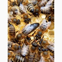 Продам бджоломатки / матки Карпатська порода, Вучківський тип