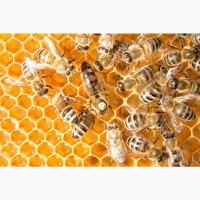 Продаю бджолосімї на даданівську рамку післю обліту