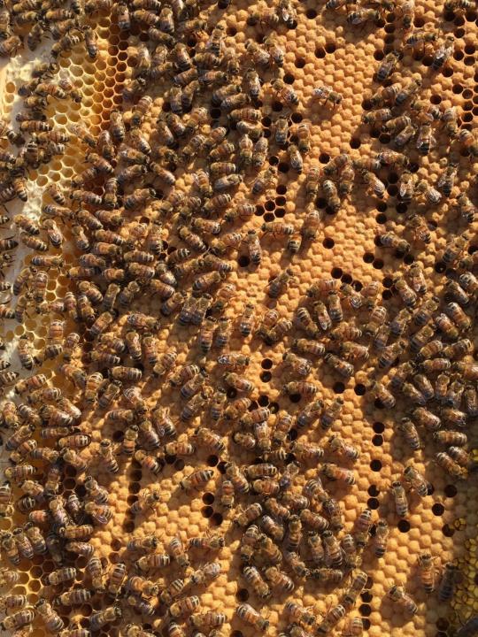 Фото 2. Карніка, Бакфаст бджоломатки 2024