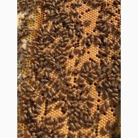 Карніка, Бакфаст бджоломатки 2024