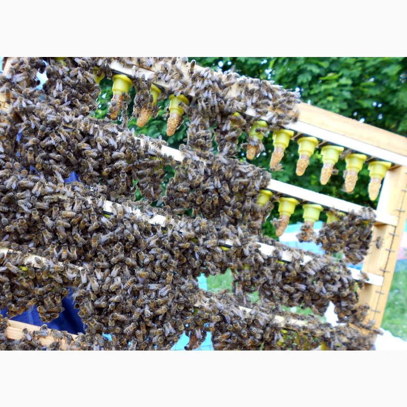 Фото 3. Карніка, Бакфаст бджоломатки 2024