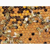 Пчелопакеты, пчелосемьи, Продам в 2014г