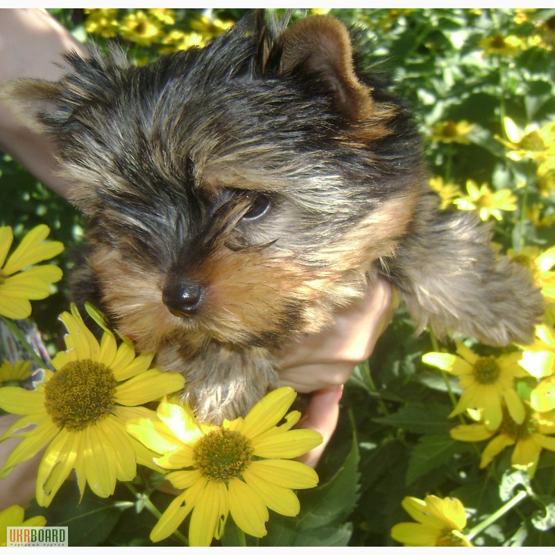 Фото 1/6. Йорки - маленькая собака с большим сердцем. Подари себе чудо