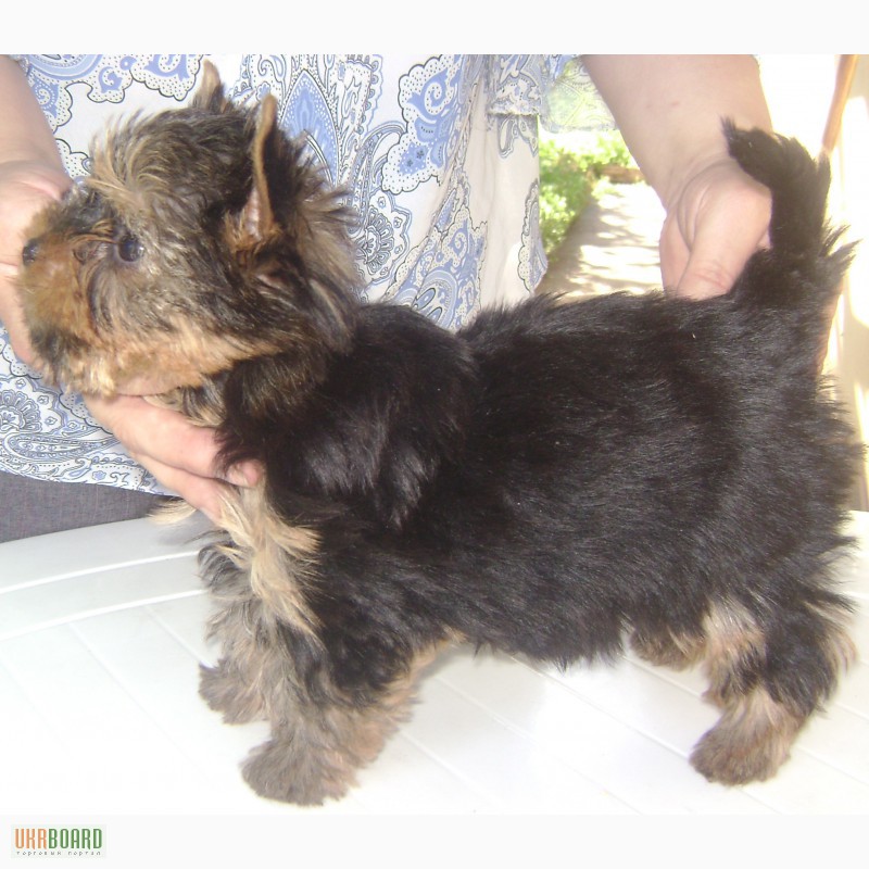 Фото 2. Йорки - маленькая собака с большим сердцем. Подари себе чудо
