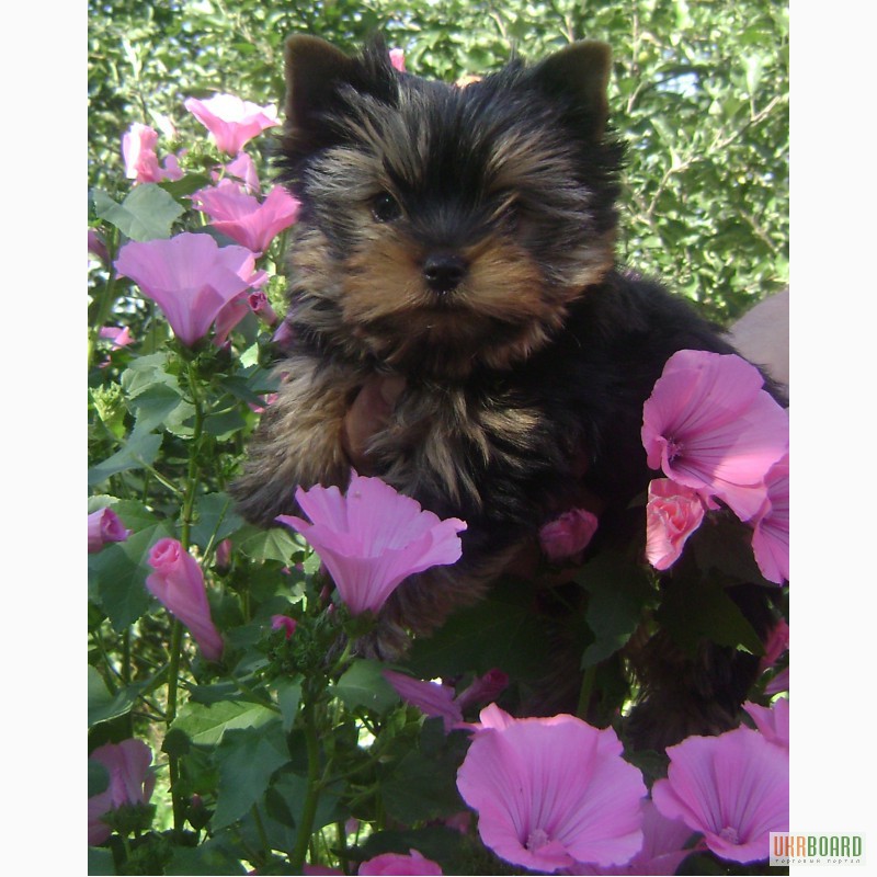Фото 3. Йорки - маленькая собака с большим сердцем. Подари себе чудо