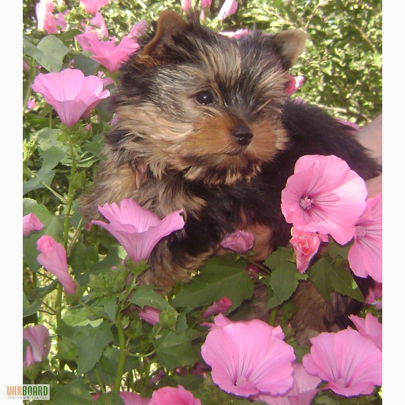 Фото 4. Йорки - маленькая собака с большим сердцем. Подари себе чудо