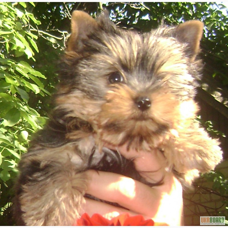 Фото 5. Йорки - маленькая собака с большим сердцем. Подари себе чудо