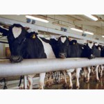 Премикс 3% Зоовит - Молочная коровка д/дойных коров универсальный уп. 25 кг