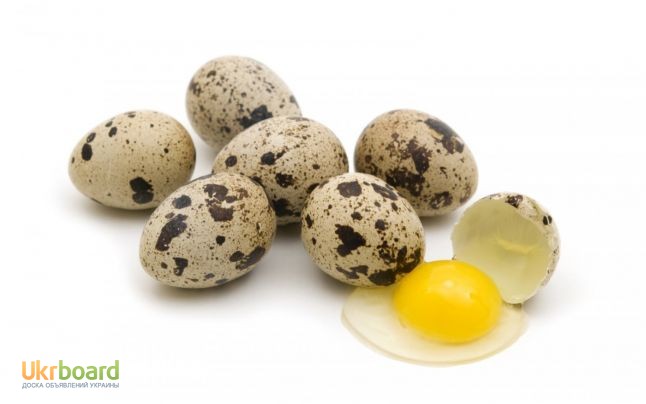 Фото 4. Перепелиные домашние яйца