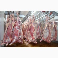 Скотобойня предлагает мясо Свинины, Говядины, Телятины и Баранины, так же суппродукты